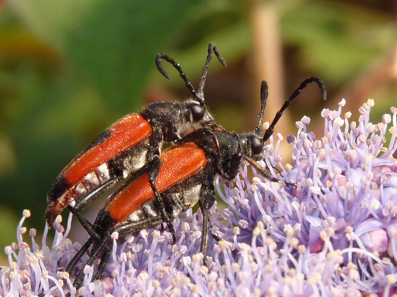 Corymbia cordigera, anzi Stictoleptura cordigera